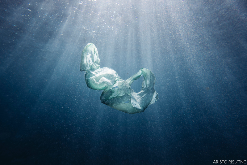 “Her Majesty.” A plastic bag photographed near Shellharbour, Australia, located to the south of Sydney.